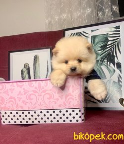 Teddy Bear Face Pomeranian Booo Yavrular 2