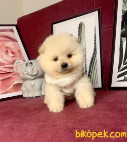 Teddy Bear Face Pomeranian Booo Yavrular 1