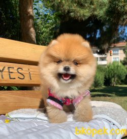TEDDY BEAR FACE POMERANİAN YAVRULARİMİZ 3
