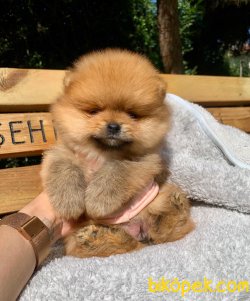 TEDDY BEAR FACE POMERANİAN YAVRULARİMİZ 2