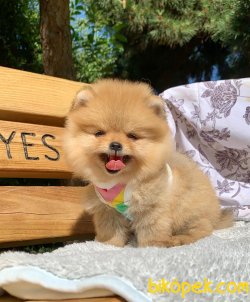 TEDDY BEAR FACE POMERANİAN YAVRULARİMİZ 5