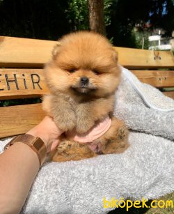 TEDDY BEAR FACE POMERANİAN YAVRULARİMİZ 4