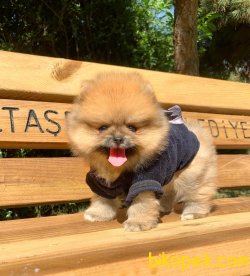 TEDDY BEAR FACE POMERANİAN YAVRULARİMİZ 1