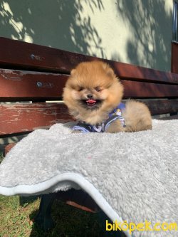 TEDDY BEAR FACE POMERANİAN YAVRULARİMİZ 5
