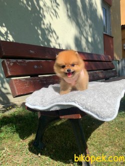 TEDDY BEAR FACE POMERANİAN YAVRULARİMİZ 3