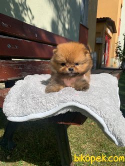 TEDDY BEAR FACE POMERANİAN YAVRULARİMİZ 4