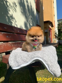 TEDDY BEAR FACE POMERANİAN YAVRULARİMİZ 1