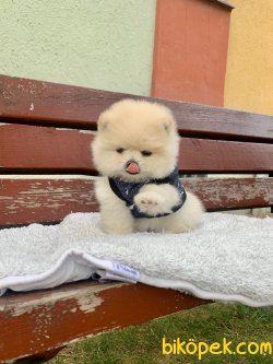 TEDDY BEAR FACE POMERANİAN YAVRULARİMİZ 5