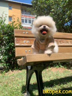 TEDDY BEAR FACE POMERANİAN YAVRULARİMİZ 1