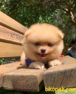 TEDDY BEAR FACE POMERANİAN YAVRULARİMİZ 3