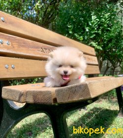 TEDDY BEAR FACE POMERANİAN YAVRULARİMİZ 2