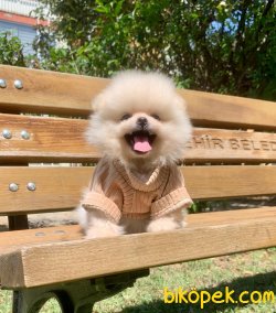 TEDDY BEAR FACE POMERANİAN YAVRULARİMİZ 4