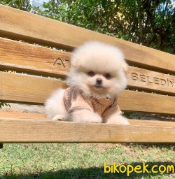 TEDDY BEAR FACE POMERANİAN YAVRULARİMİZ 5