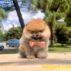 TEDDY BEAR FACE POMERANİAN YAVRULARİMİZ 2