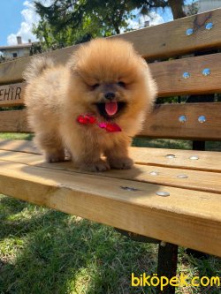 TEDDY BEAR FACE POMERANİAN YAVRULARİMİZ 3