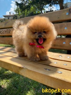TEDDY BEAR FACE POMERANİAN YAVRULARİMİZ 4