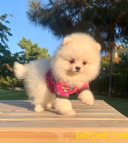 A KALİTE BOO POMERANİAN YAVRULARİMİZ 5