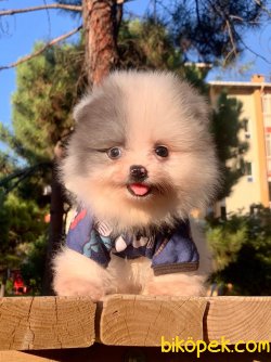 A KALİTE BOO POMERANİAN YAVRULARİMİZ 2