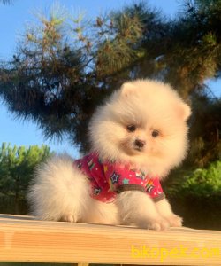A KALİTE BOO POMERANİAN YAVRULARİMİZ 3