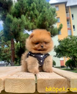 A KALİTE POMERANİAN YAVRULARIMİZ 5