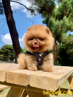 A KALİTE POMERANİAN YAVRULARIMİZ 2
