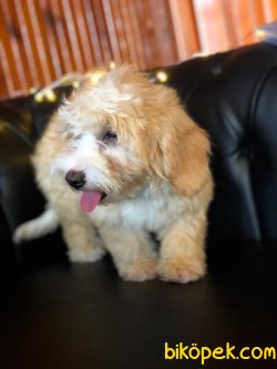 A KALİTE MALTİPOO YAVRULARIMİZ 2