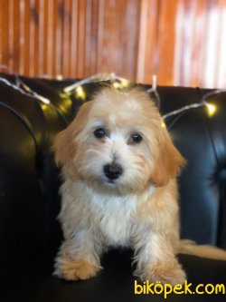 A KALİTE MALTİPOO YAVRULARIMİZ 3