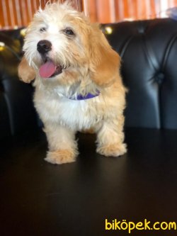 A KALİTE MALTİPOO YAVRULARIMİZ 4
