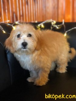 A KALİTE MALTİPOO YAVRULARIMİZ 1
