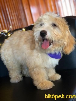 A KALİTE MALTİPOO YAVRULARIMİZ 5