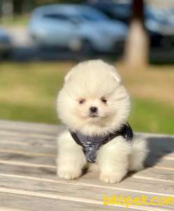Ücretli Teddy Bear Face Pomerani̇an Yavrulari̇mi̇z 2