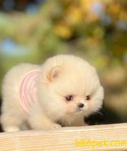 Ücretli Teddy Bear Face Pomerani̇an Yavrulari̇mi̇z 5