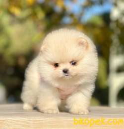 Ücretli Teddy Bear Face Pomerani̇an Yavrulari̇mi̇z 3