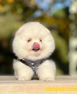 Ücretli Teddy Bear Face Pomerani̇an Yavrulari̇mi̇z 1