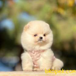 Ücretli Teddy Bear Face Pomerani̇an Yavrulari̇mi̇z 4