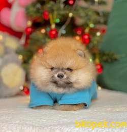 TEDDY BEAR FACE POMERANİAN YAVRULARİMİZ 4