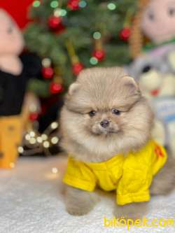 TEDDY BEAR FACE POMERANİAN YAVRULARİMİZ 3