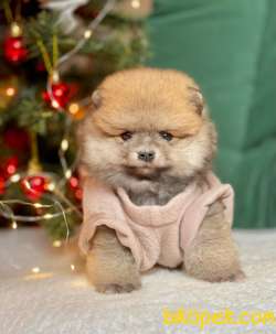 TEDDY BEAR FACE POMERANİAN YAVRULARİMİZ 2