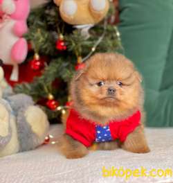 TEDDY BEAR FACE POMERANİAN YAVRULARİMİZ 1