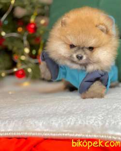 TEDDY BEAR FACE POMERANİAN YAVRULARİMİZ 5