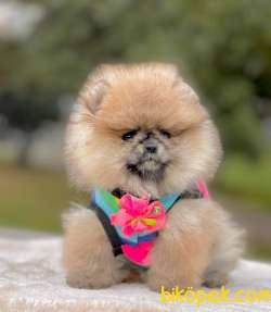 TEDDY BEAR FACE POMERANİAN YAVRULARİMİZ 4