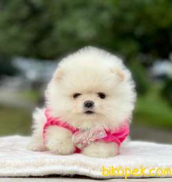 TEDDY BEAR FACE POMERANİAN YAVRULARİMİZ 5