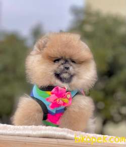 TEDDY BEAR FACE POMERANİAN YAVRULARİMİZ 2