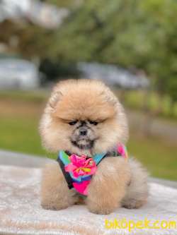 TEDDY BEAR FACE POMERANİAN YAVRULARİMİZ 3