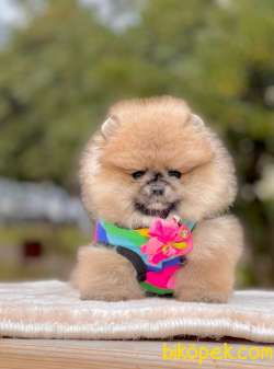 TEDDY BEAR FACE POMERANİAN YAVRULARİMİZ 1
