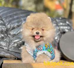 Satılık Teddy Bear Face Pomerani̇an Yavrulari̇mi̇z 1