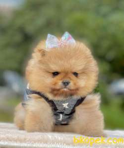 Satılık Teddy Bear Face Pomerani̇an Yavrulari̇mi̇z 5