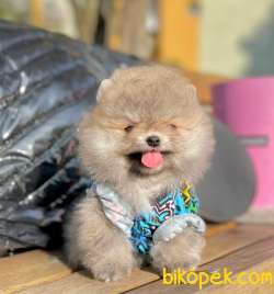 Satılık Teddy Bear Face Pomerani̇an Yavrulari̇mi̇z 3