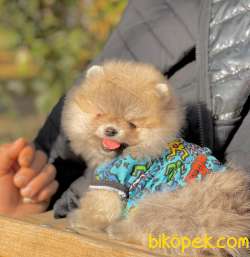 Satılık Teddy Bear Face Pomerani̇an Yavrulari̇mi̇z 4