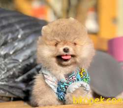Satılık Teddy Bear Face Pomerani̇an Yavrulari̇mi̇z 2